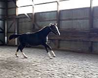 champion-jumper-dutch-warmblood-horse