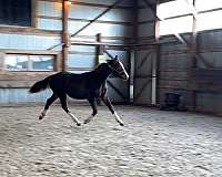 echo-dutch-warmblood-horse