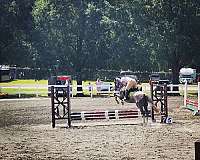 jumping-thoroughbred-horse