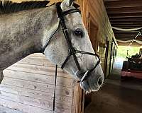 beginner-thoroughbred-horse