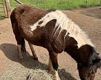 welsh-pony-gelding