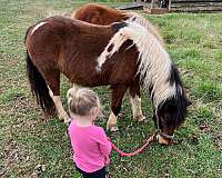 child-friendly-welsh-pony