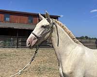 isabelo-ialha-stallion