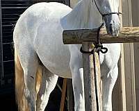 spot-gypsy-vanner-horse