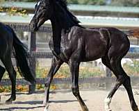 black-4-white-socks-horse