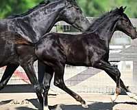 athletic-oldenburg-horse