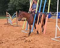 rope-horse-quarter