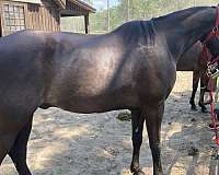 black-finished-horse
