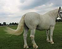 english-saddle-draft-horse