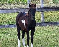 pinto-white-socks-star-horse