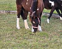 cream-gene-miniature-horse