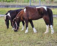 beautiful-color-miniature-horse