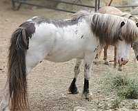 white-with-black-frame-over-markings-mane-tail-horse