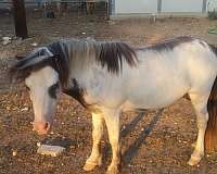 overo-white-with-black-frame-over-markings-mane-tail-horse