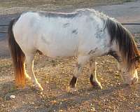 gentle-registered-miniature-gelding-horse