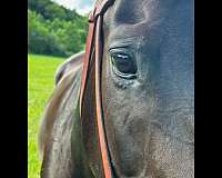 breeders-trust-thoroughbred-horse