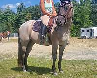 blue-grulla-hunter-under-saddle-horse