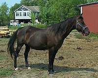 beautiful-spotted-appaloosa-horse