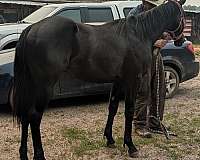 black-grulla-champion-trick-horse