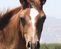 sorrel-reined-cow-reining-horse