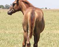 sorrel-star-snip-strip-horse