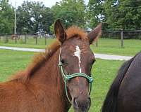 amish-broke-pony