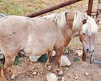 white-mane-mostly-tail-horse