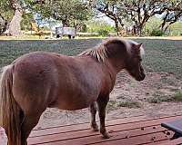 brown-white-mane-mostly-tail-horse