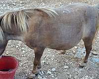 miniature-mare-32-horse-pet