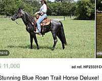 blue-roan-flashy-horse