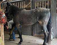 blue-roan-gaited-horse
