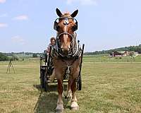 mounted-patrol-draft-horse