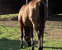 brown-star-broken-snip-left-hind-coronet-partially-white-horse