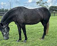 percheron-horse-for-sale