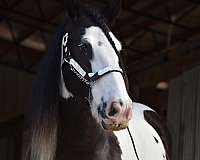 black-tobiano-horse