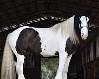 english-pleasure-gypsy-vanner-horse