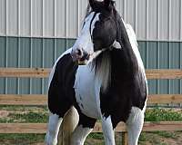 trained-gypsy-vanner-horse
