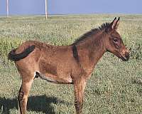 6-hand-mule-colt