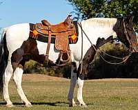 gaited-trail-pony-gelding