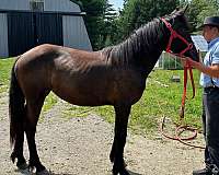 morgan-standardbred-horse