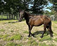 morgan-friesian-horse
