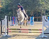 eventing-thoroughbred-horse
