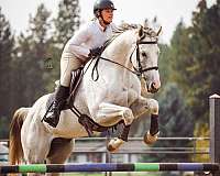 active-thoroughbred-horse