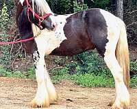 piebald-gypsy-vanner-gelding