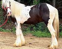 piebald-gypsy-vanner-horse