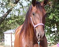 baquero-andalusian-horse
