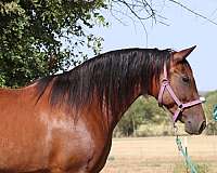 forever-home-andalusian-horse