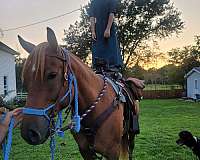 broke-to-ride-quarter-horse