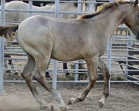 aqha-quarter-horse-colt