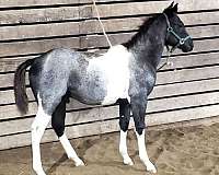 perfo-paint-horse